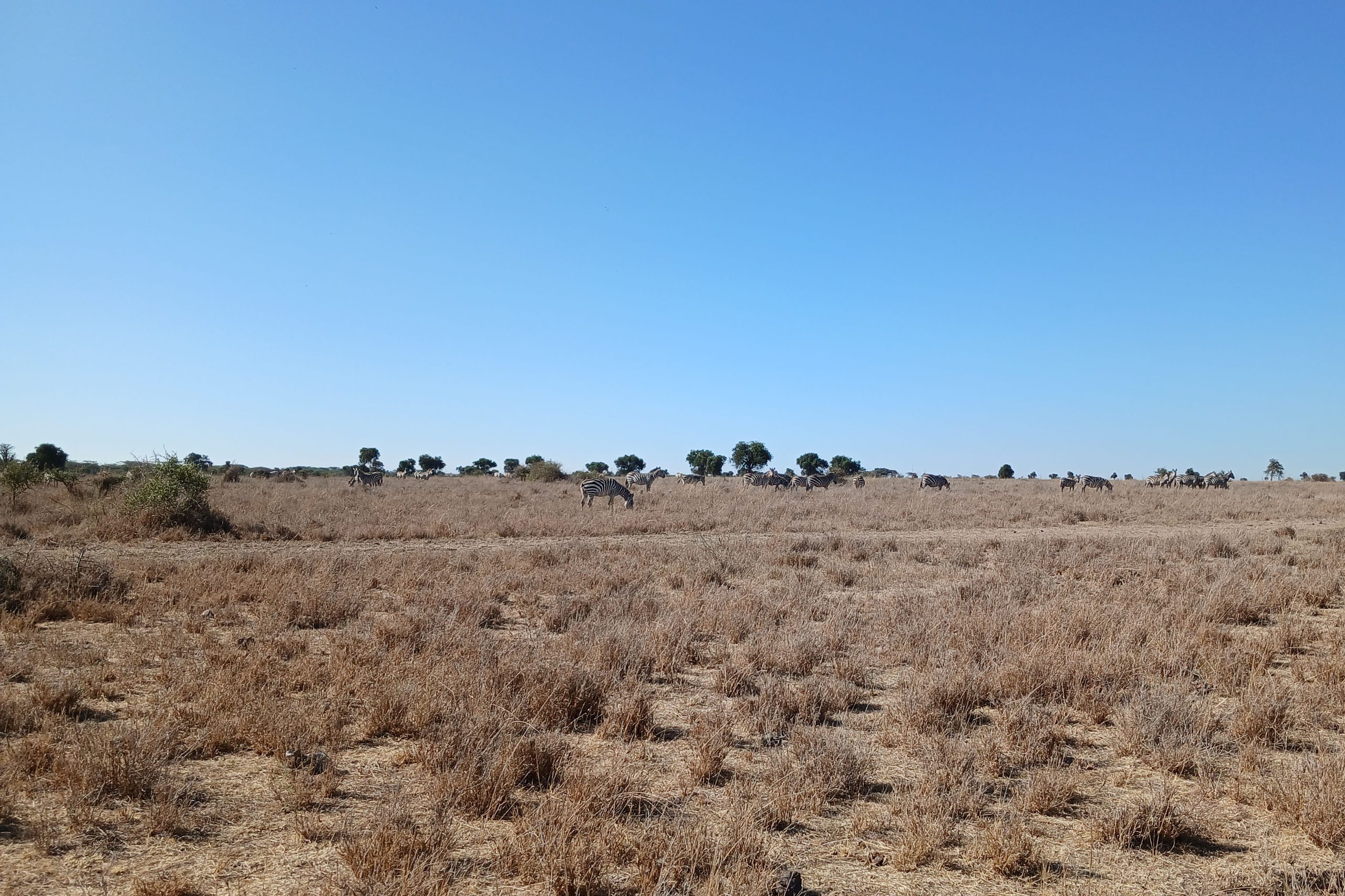 Empowering young people in biodiversity and environmental conservation: a game count in Athi-Kapiti Conservancy